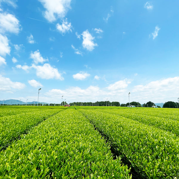 人気茶「ひととき」新茶販売スタート！