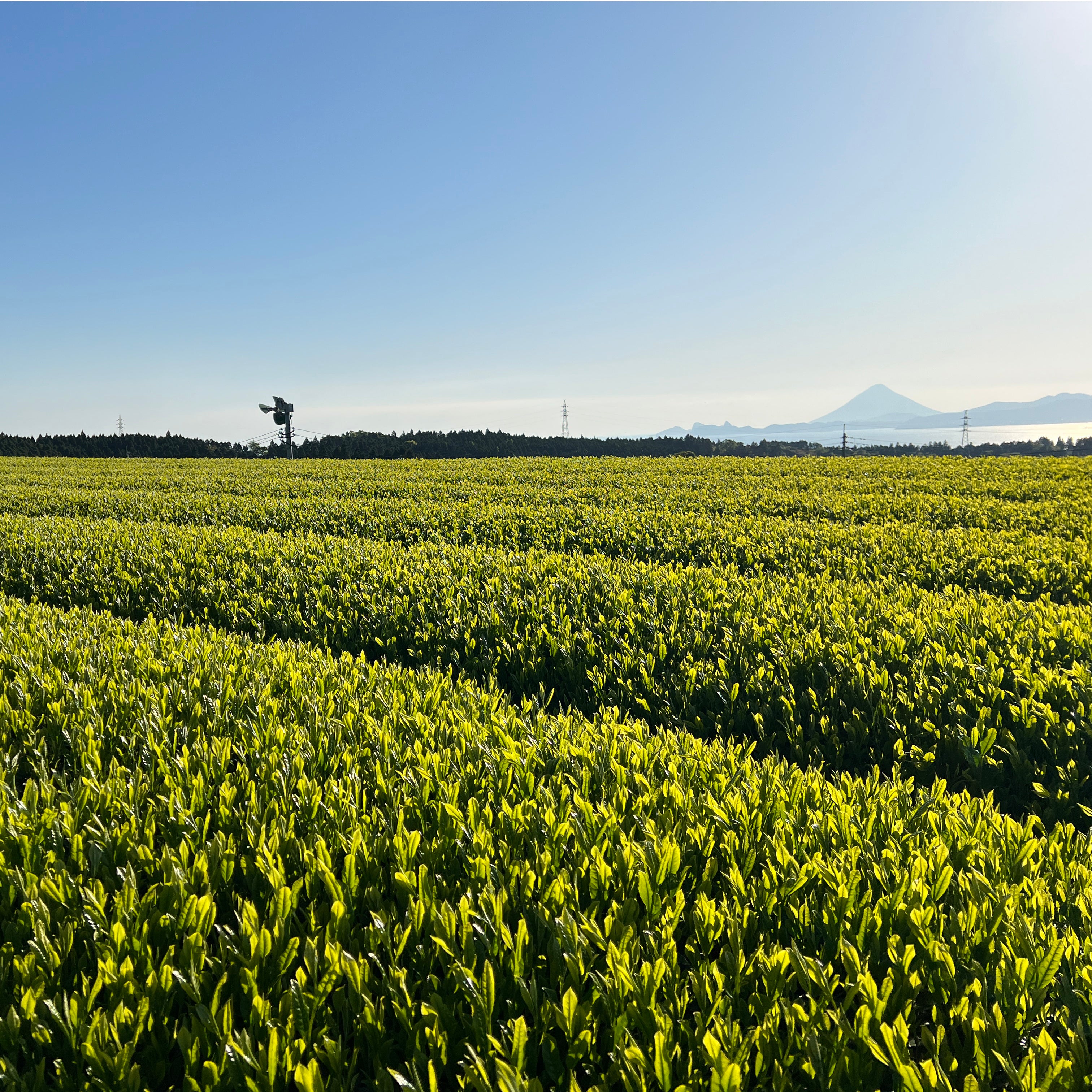 2024年度産新茶【鹿児島県大根占・知覧産】かぶせ緑茶玉露造り80ｇ ・ かぶせ緑茶ゆたかみどり80ｇセット