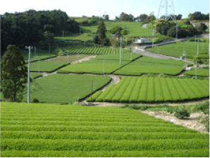 [Kikugawa Kakegawa, Shizuoka/Fukuoka Yame] Deep-steamed green tea 