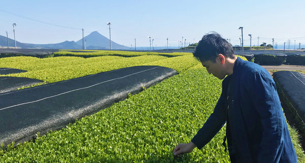 春芳茶園