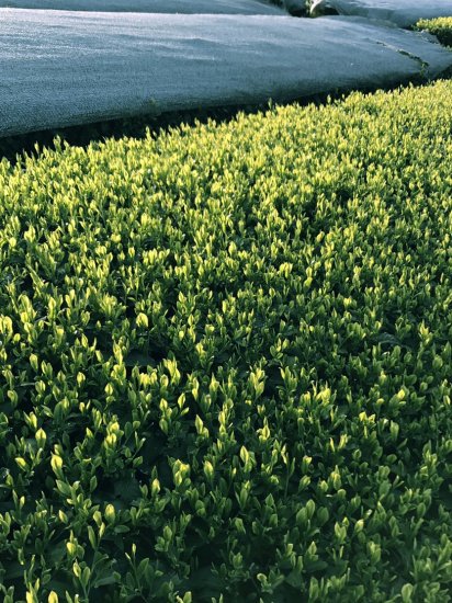 [Tsuyu Hikari variety from Makinohara, Shizuoka Prefecture] Special covered sencha "Tsuyu Hikari" 80g pack 