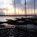 [Made in Ariake, Saga] Highest peak grilled seaweed, 5 seaweed sheets for all editions *Up to 2 bags for mail delivery